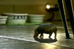 House Hippo