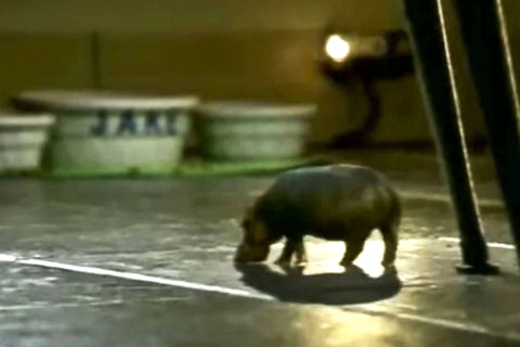 House Hippo